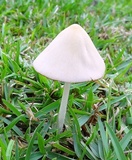 Conocybe apala image