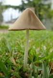 Conocybe apala image