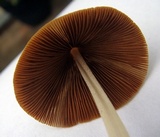 Conocybe apala image