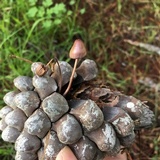 Mycena purpureofusca image