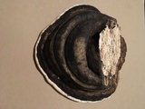 Fomitopsis ochracea image