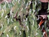 Multiclavula mucida image