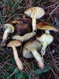 Hygrophorus boyeri image