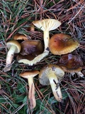 Hygrophorus boyeri image