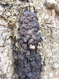 Kretzschmaria deusta image