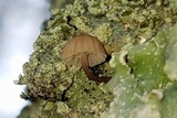 Mycena corticola image