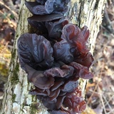 Auricularia angiospermarum image