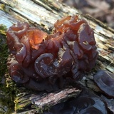 Auricularia angiospermarum image