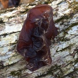 Auricularia angiospermarum image