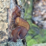 Auricularia angiospermarum image