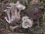 Clitocybe sclerotoidea image