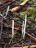 Clavaria falcata image