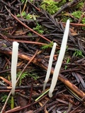 Clavaria falcata image