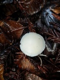 Hygrocybe russocoriacea image