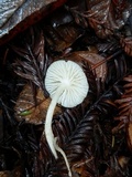 Hygrocybe russocoriacea image