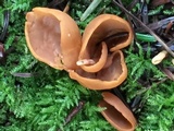 Otidea leporina image