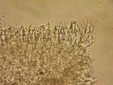 Mollisia sublividula image