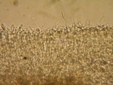 Mollisia sublividula image