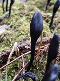 Trichoglossum hirsutum image
