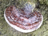 Fomitopsis ochracea image
