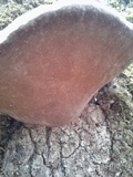 Fomitopsis ochracea image