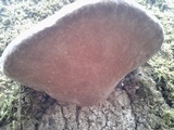 Fomitopsis ochracea image