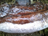 Fomitopsis ochracea image