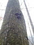 Fomitopsis ochracea image