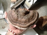 Fomitopsis ochracea image