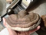 Fomitopsis ochracea image