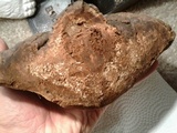 Fomitopsis ochracea image