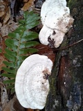 Trametes gibbosa image