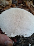 Trametes gibbosa image