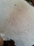 Trametes gibbosa image