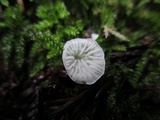 Rimbachia bryophila image