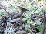 Pseudoclitocybe cyathiformis image