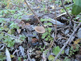 Pseudoclitocybe cyathiformis image