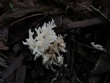 Ramariopsis kunzei image