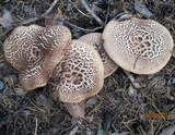 Sarcodon scabrosus image