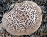 Sarcodon scabrosus image