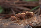 Nidula candida image