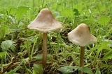Mycena galericulata image