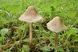 Mycena galericulata image