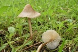 Mycena galericulata image