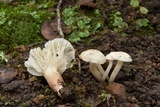 Cuphophyllus virgineus image