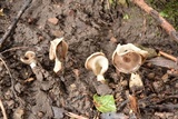 Helvella compressa image