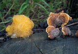 Naematelia aurantia image