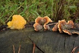 Naematelia aurantia image