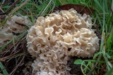 Sparassis crispa image