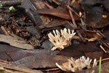Aphelaria tuberosa image